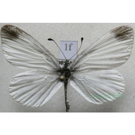 Leptidea sinapis (Linnaeus, 1758) Wietek gorczycznik Czech1f